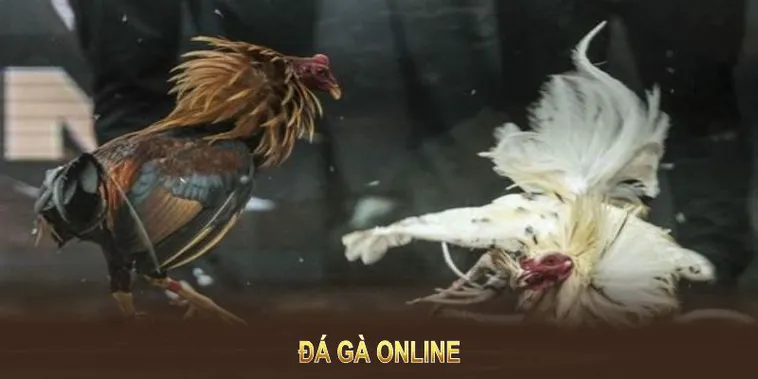 Cách Chơi Đá Gà GA28 Tại JBO: Bí Quyết Chinh Phục Sàn Đấu Kịch Tính